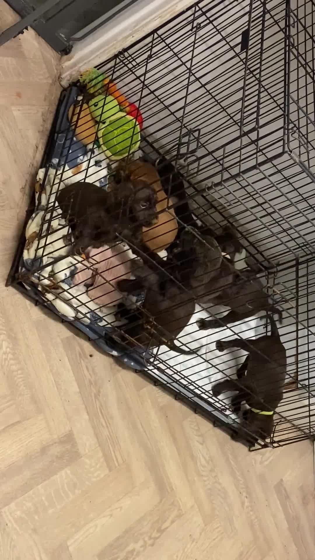 Cocker Spaniel dogs for sale: WAITING LIST - KC DNA CLEAR WCS PUPS in Buckingham - Video 1