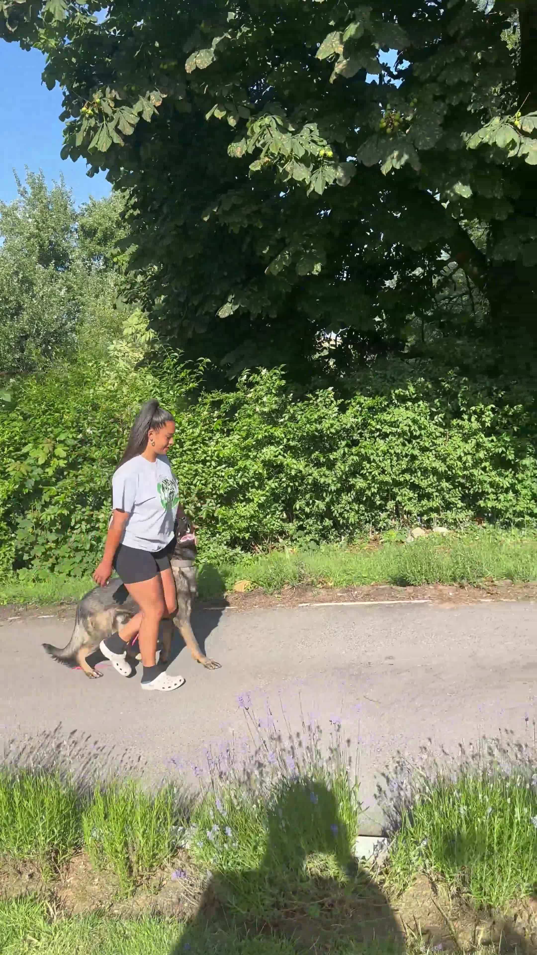 German Shepherd dogs for sale: Vonlisand Lunatic Tyson aka Brock  - Video 2