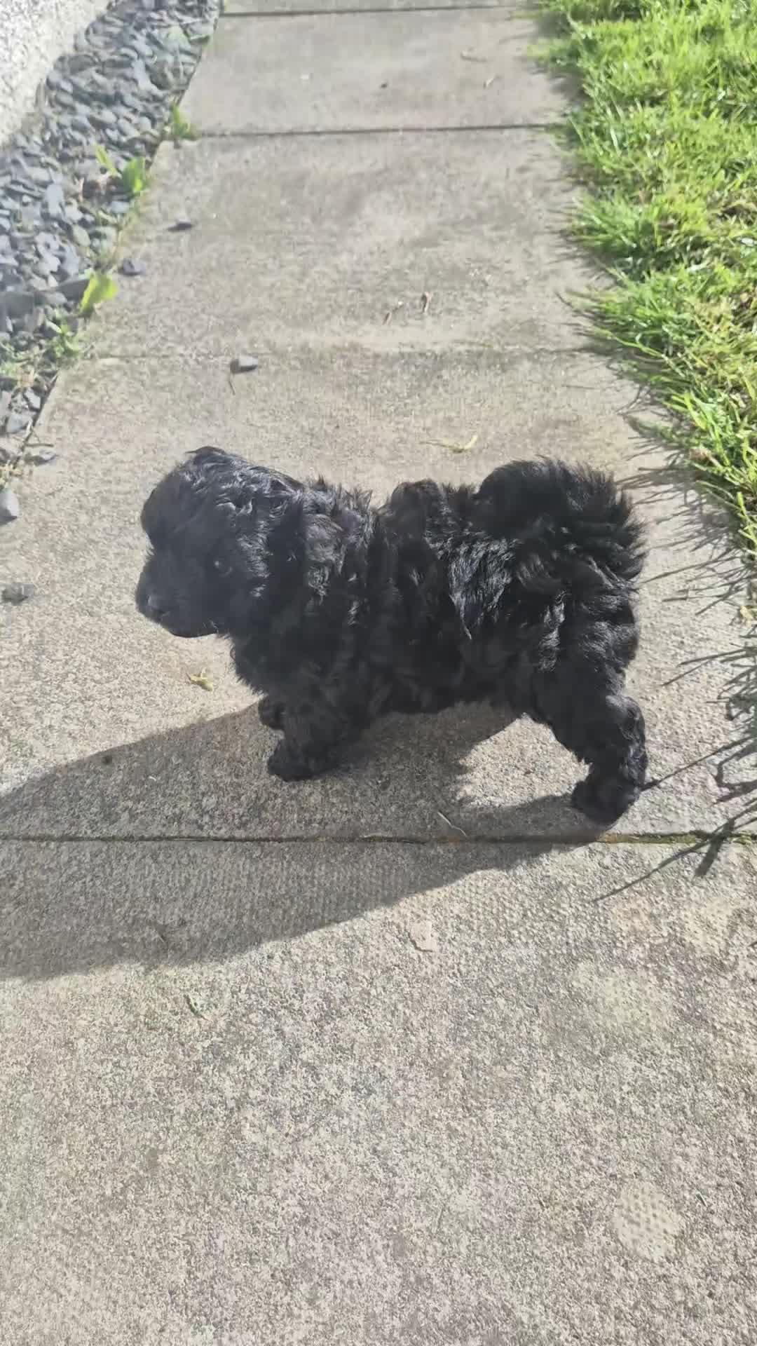Pomapoo dogs for sale: 3 x Pomapoo Puppies 🐾 in Inverness - Video 2