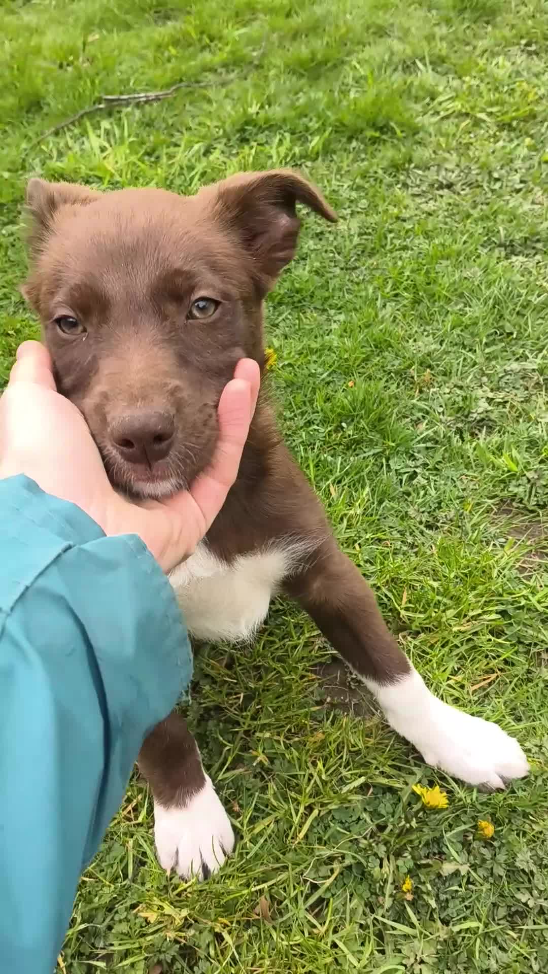 Mixed Breed dogs for sale: 3/4 border collie pups  in West Linton - Video 2