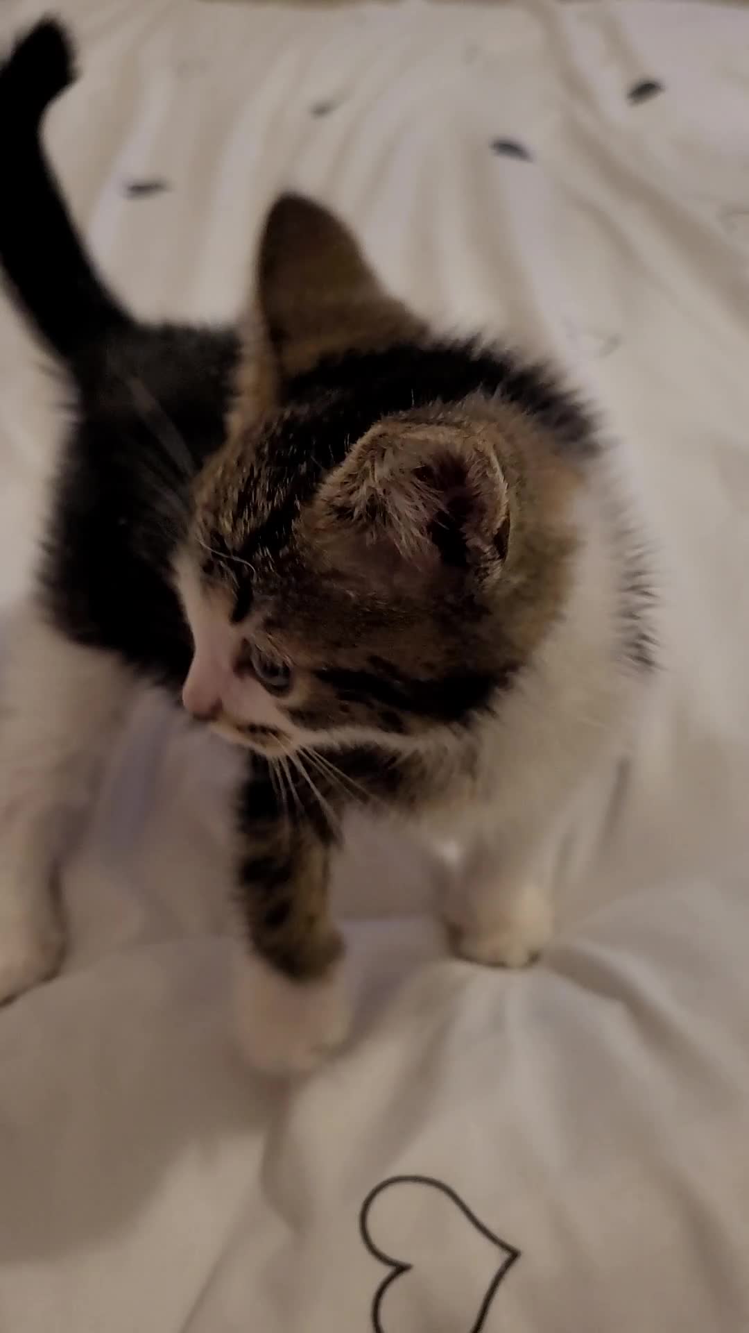 Mixed Breed cats for sale: Kittens - Video 2