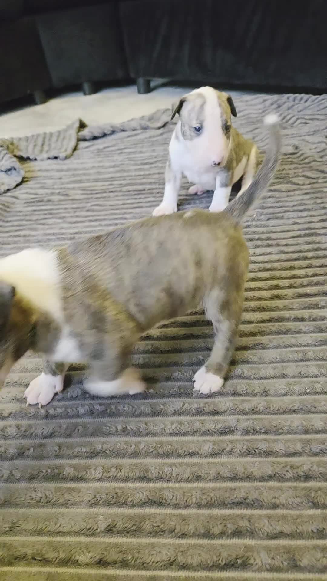 English Bull Terrier dogs for sale: Champion bloodline English bullterrier puppys. - Video 1