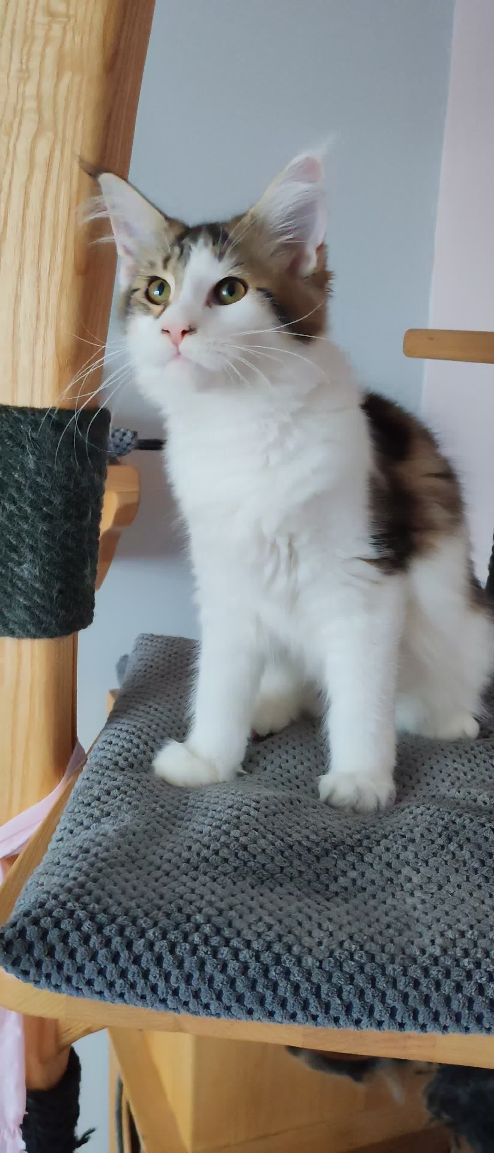 Maine Coon cats for sale: Amazing purebreed maine coon 😍  - Video 1