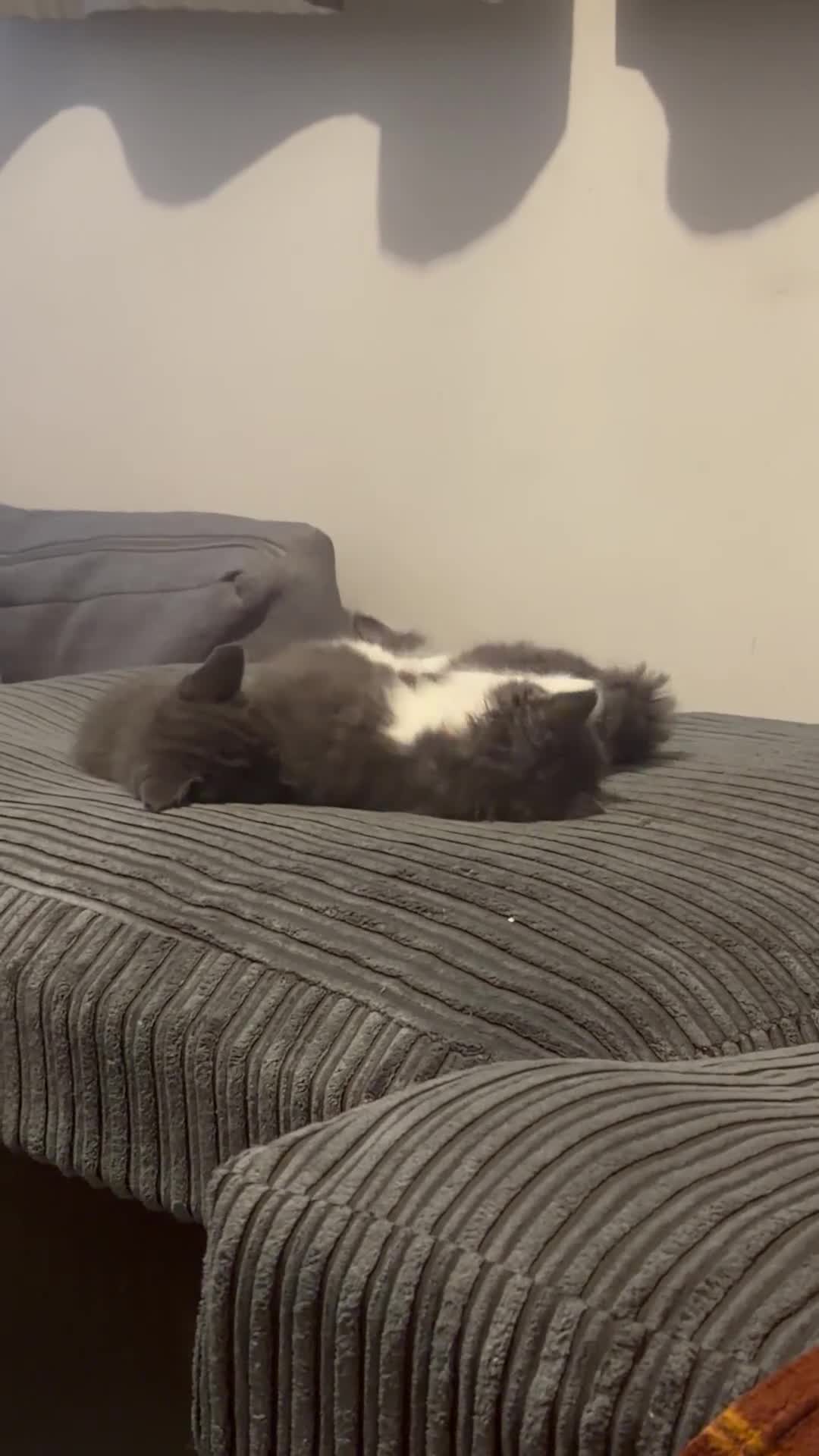 British Longhair cats for sale: 🐾 British Longhair Kitten – Boy 💙 - Video 1