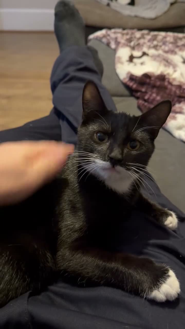 Mixed Breed cats for sale: Kittens Looking For Their Forever Homes! 🐾💕 - Video 1