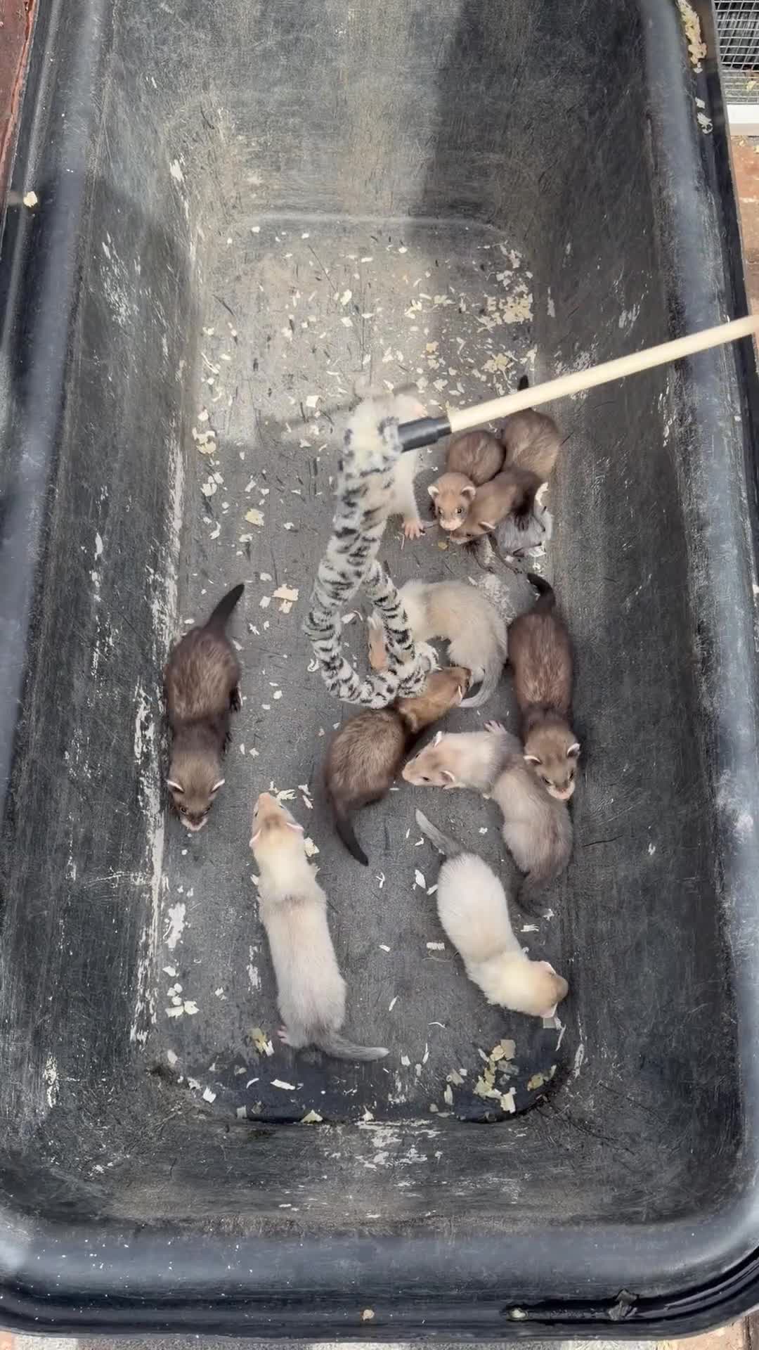 Ferret rodents for sale: 🦦 Adorable Ferret Kits (Pandas, Roans & Sables)🐾 - Video 1