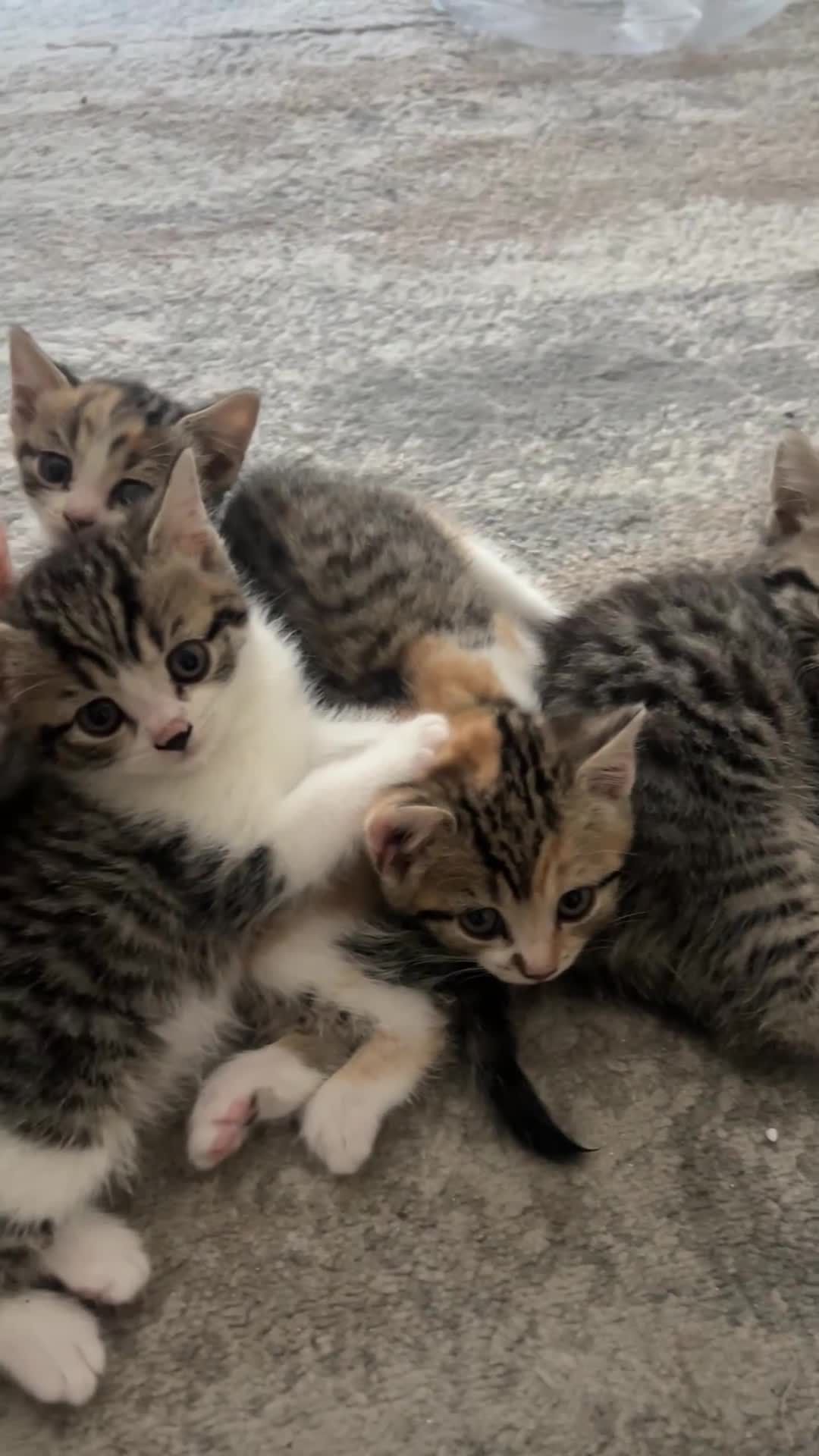 Mixed Breed cats for sale: Kittens Looking for Their Forever Homes MIXED BSH in London - Video 3