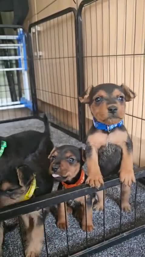 Lakeland Terrier dogs for sale: READY NOW Lakeland terrier puppies - Video 2