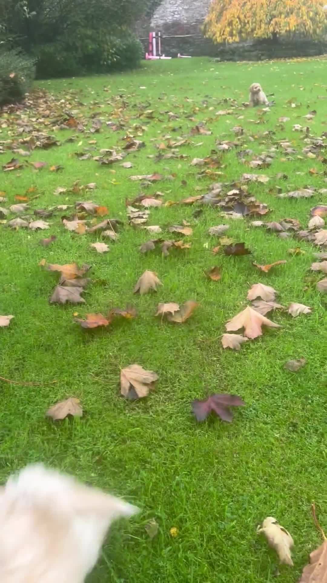 Poochon dogs for sale: Beautiful F1 Poochons - Video 1