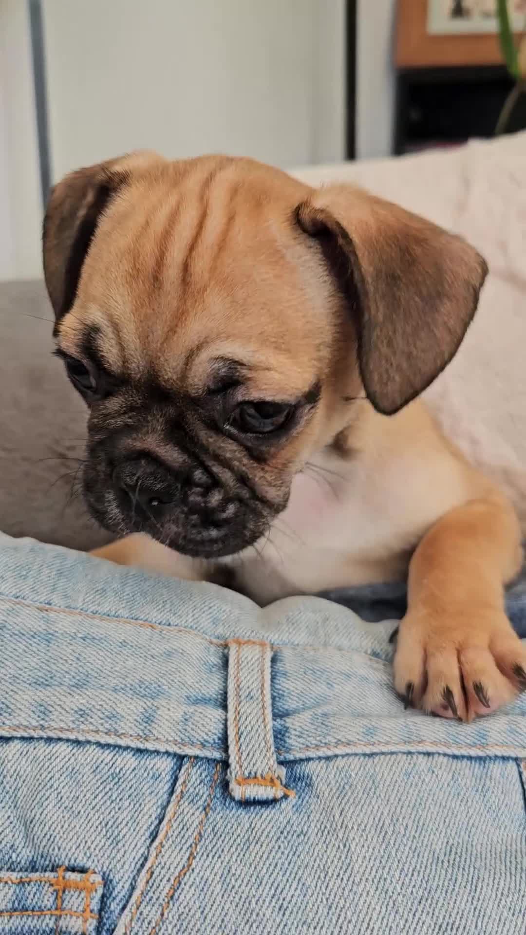 Frug dogs for sale: Frug puppies - Video 2