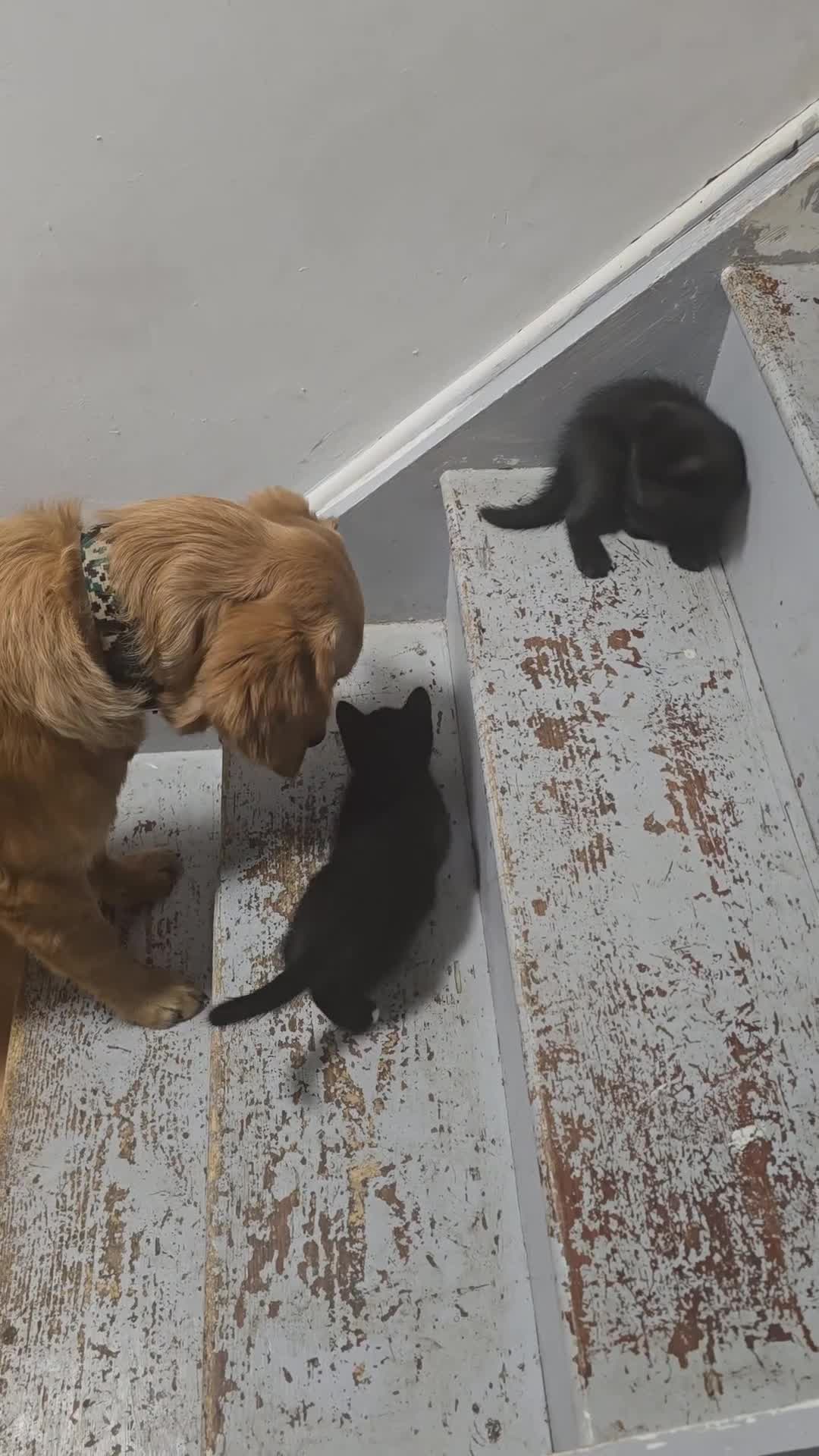 Mixed Breed cats for sale: Vaccinated microchipped BOY KITTEN🐾ready-LAST ONE - Video 5