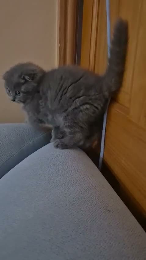 Scottish Fold cats for sale: Scottish kitten lilac blue, ready now, girl boy - Video 4