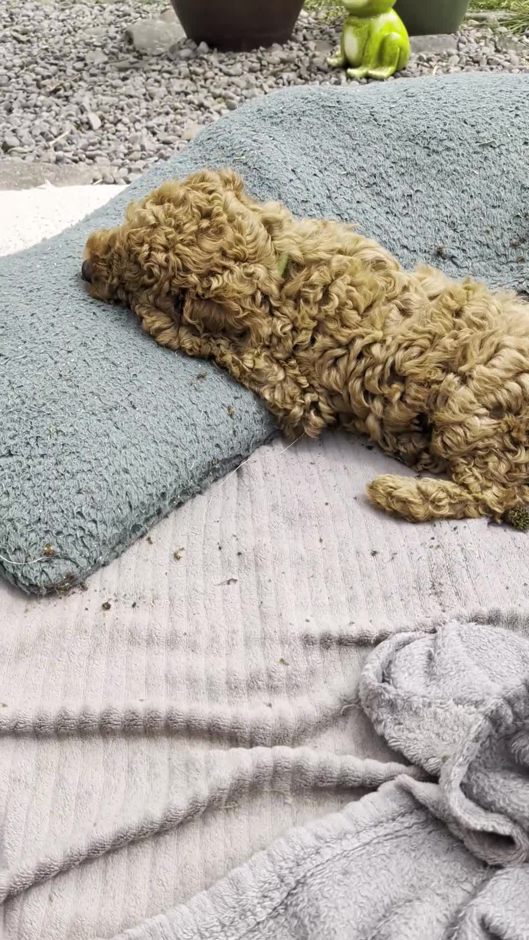 Cockapoo dogs for sale: *ONLY ONE BOY LEFT* Red Cockapoos - Video 5
