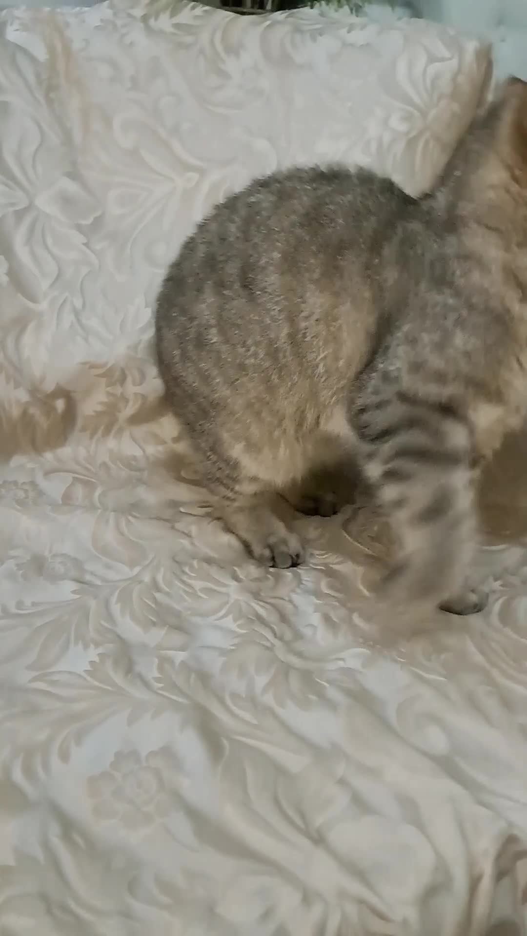 British Shorthair cats for sale: Stunning Black Golden BSH boy 💥 - Video 4