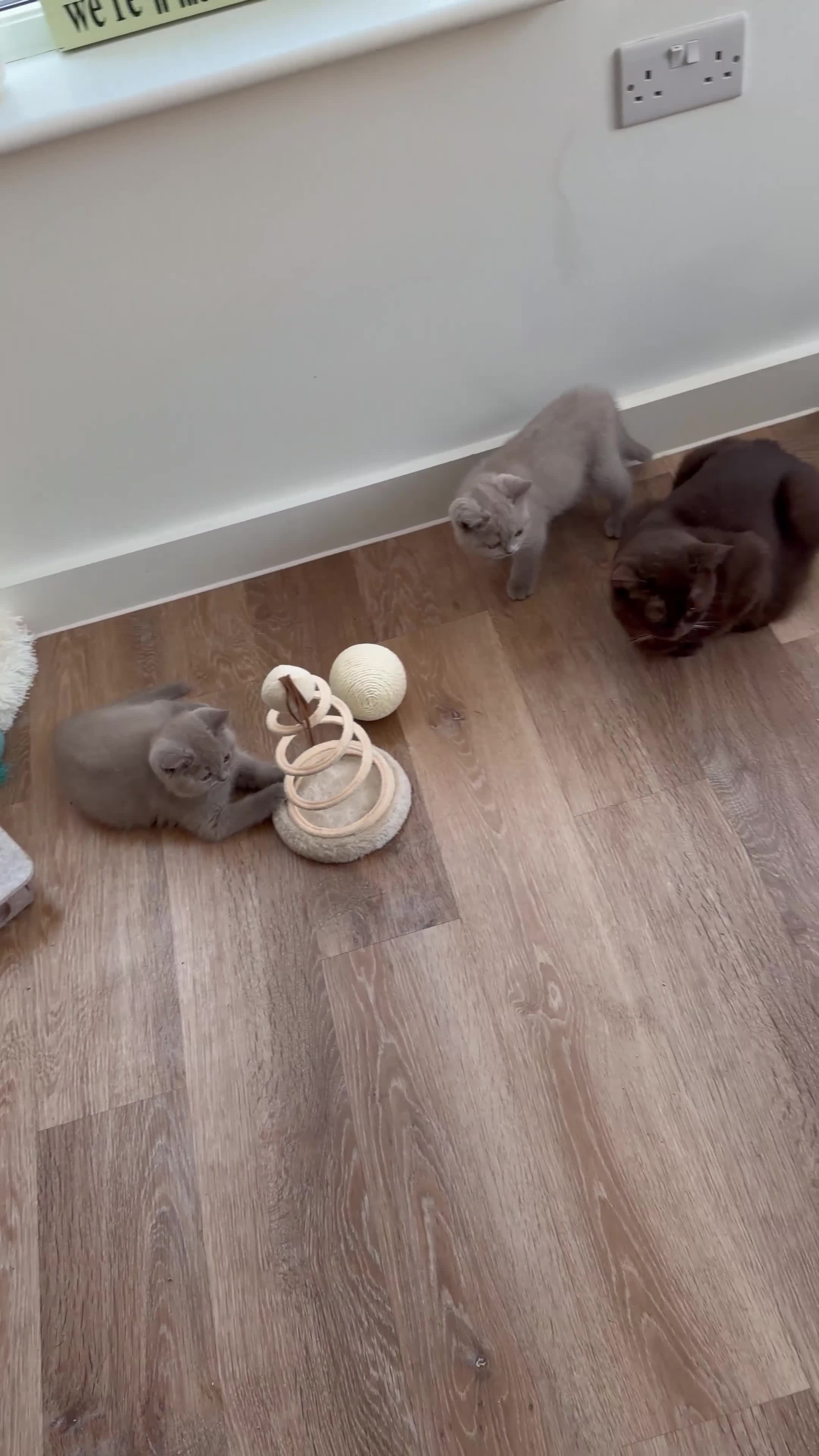 British Shorthair cats for sale: Luxury British Shorthair Kittens–Beautiful Lilac🤍 - Video 3
