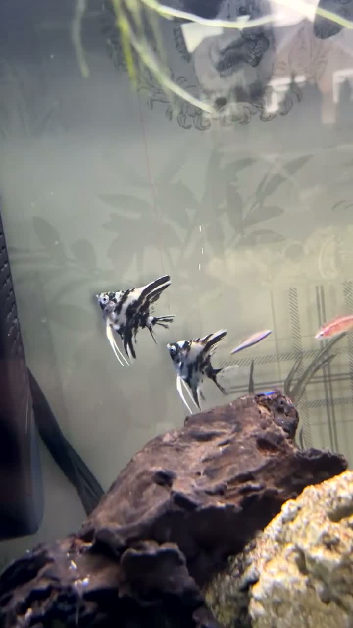 Angelfish fish for sale: Male and female angelfish pair in Goole - Video 1