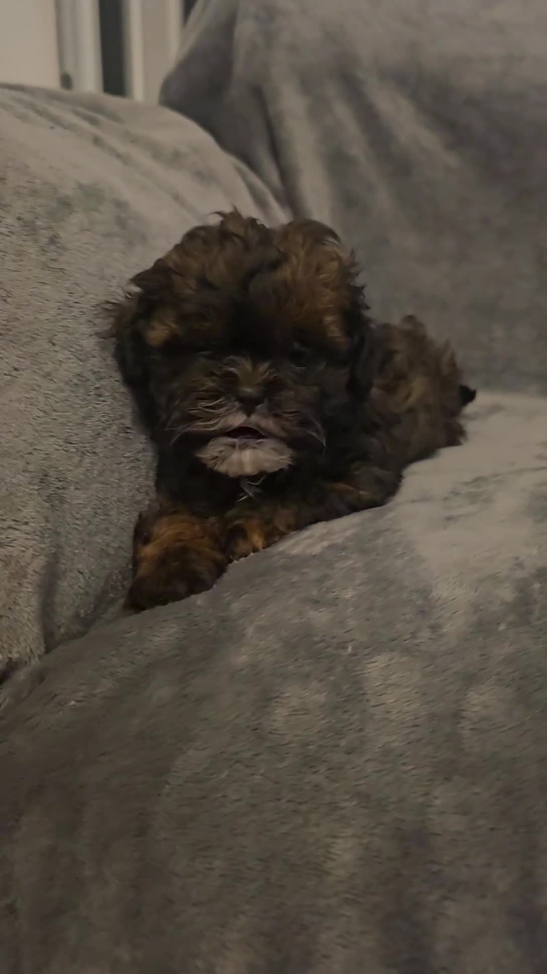 Shihpoo dogs for sale: 3 Hypoallergenic Shihpoo Boys - Video 1