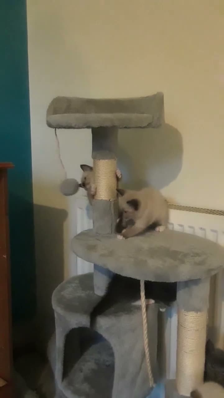 Mixed Breed cats for sale: ***WINONA & MISCHIEF – LAST TWO KITTENS LEFT!!!*** - Video 1