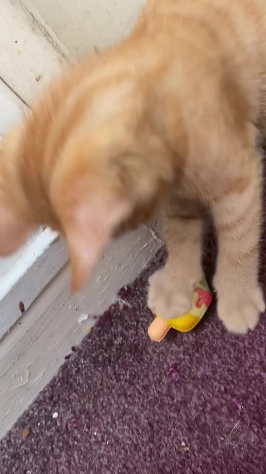 Mixed Breed cats for sale: Rare all ginger tabby girl for sale 😻❤️ - Video 1
