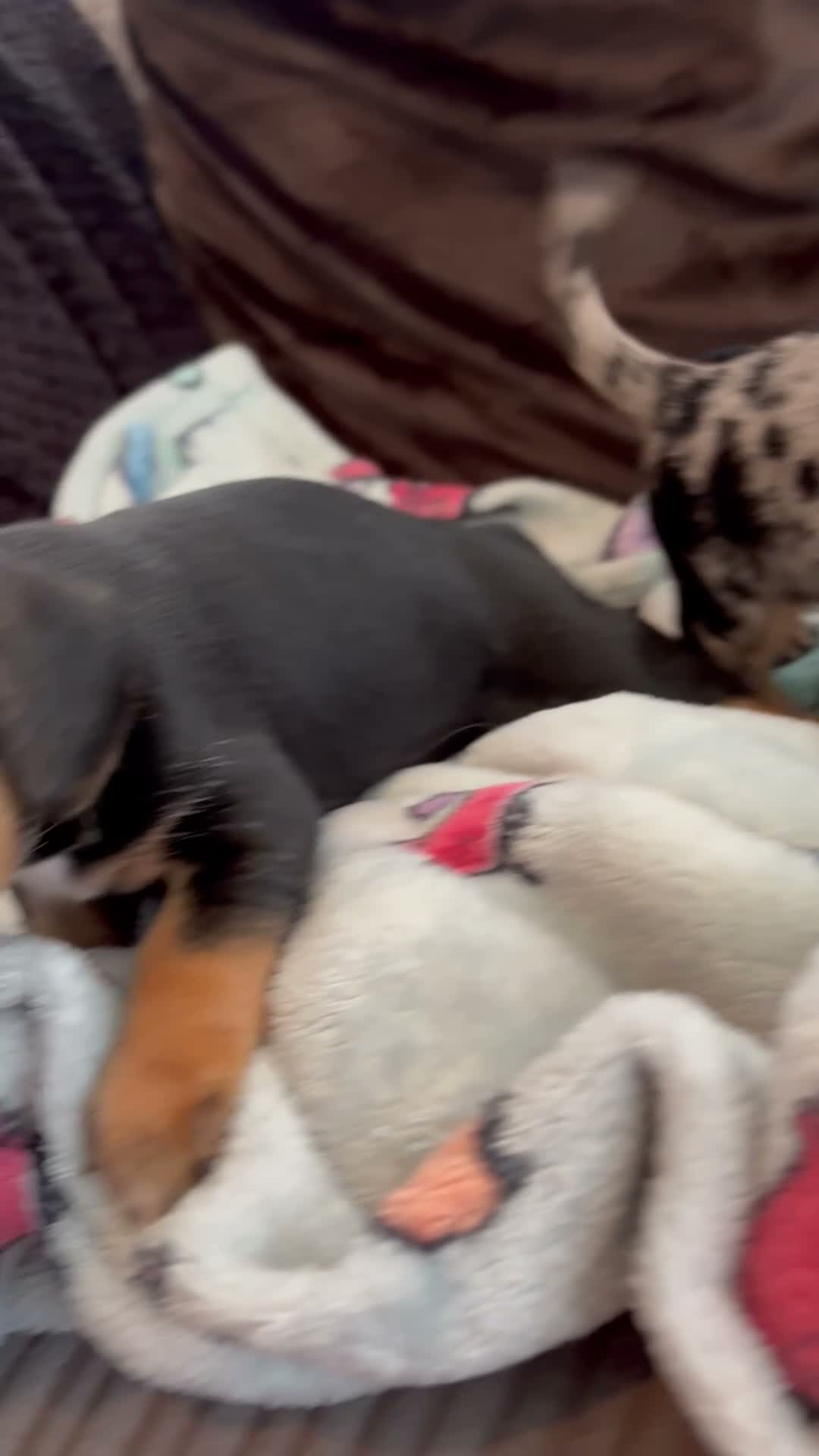 Mixed Breed dogs for sale: 3 gorgeous little babies looking for forever sofas - Video 1
