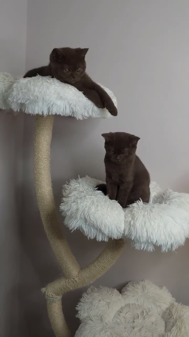 British Shorthair cats for sale: Cinnamon British Shorthair Female 🧡👑 - Video 2