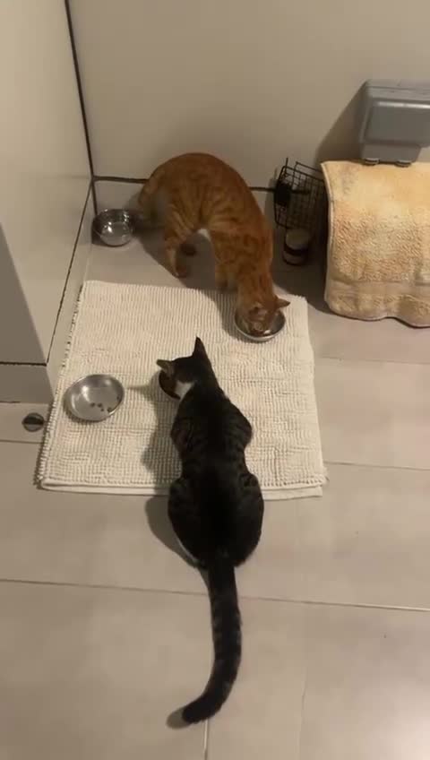 Mixed Breed cats for adoption: FREDERICK & RUPERT HEALTHY NEUTERED MICROCHIPPED  - Video 3