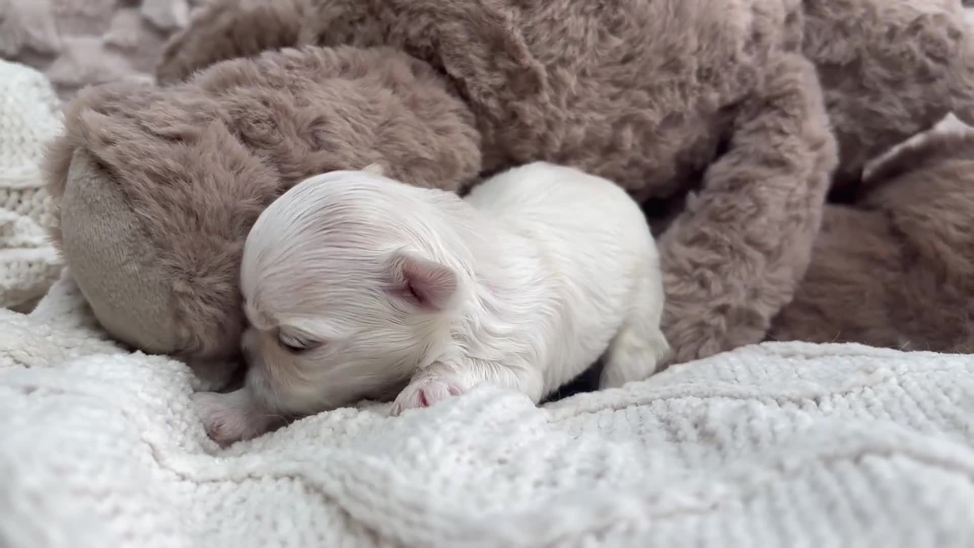 Maltese dogs for sale: ✨💫Tiny Exquisite Bambelina Maltese 💫✨ - Video 2