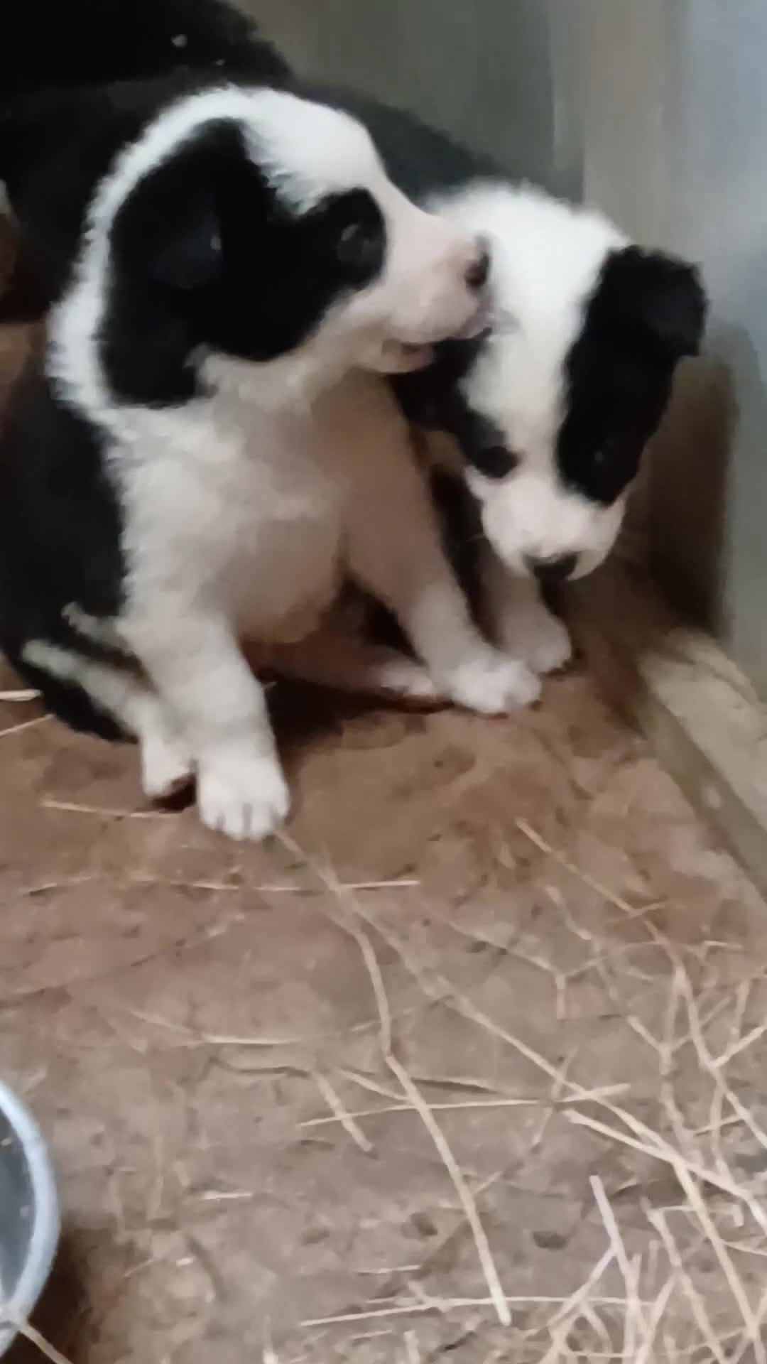 Border Collie dogs for sale: Border Collie puppies for sale  - Video 1