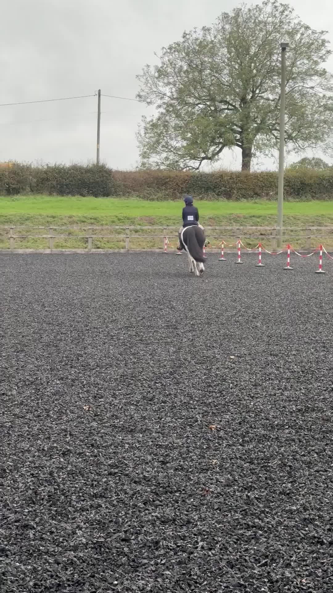 Other Breed horses for sale: Lady athena - Video 1