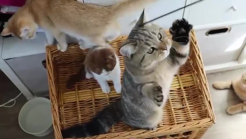 British Shorthair cats for sale: Ready CH Bloodlines BSH TICA registered kittens in Feltham - Video 4