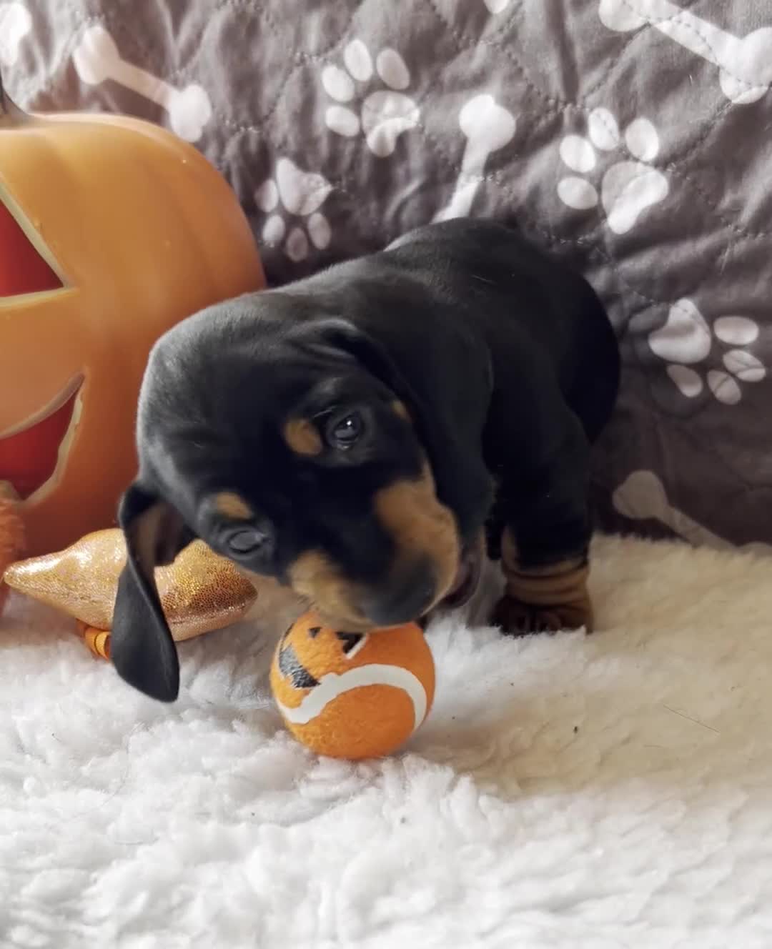 Dachshund dogs for sale: Beautiful Dachshund Puppies Ready to go 8th Nov  - Video 3
