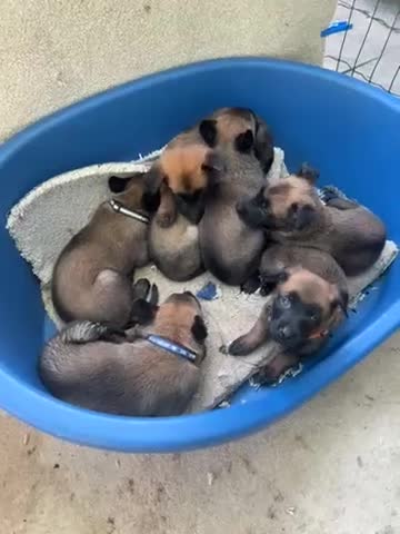 Belgian Shepherd Dog dogs for sale: 🐶Belgian Malinois Shepherd🐶 working dogs in Esher - Video 2