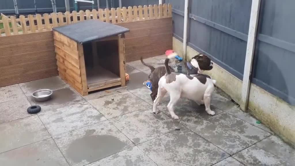 Old Tyme Bulldog dogs for sale: Mylo   tri in colour  - Video 2