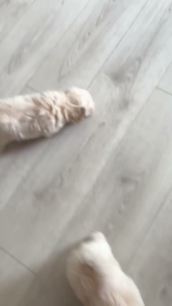 Maltipoo dogs for sale: Toy mailtipoos outstanding 1 boy 1 girl - Video 1