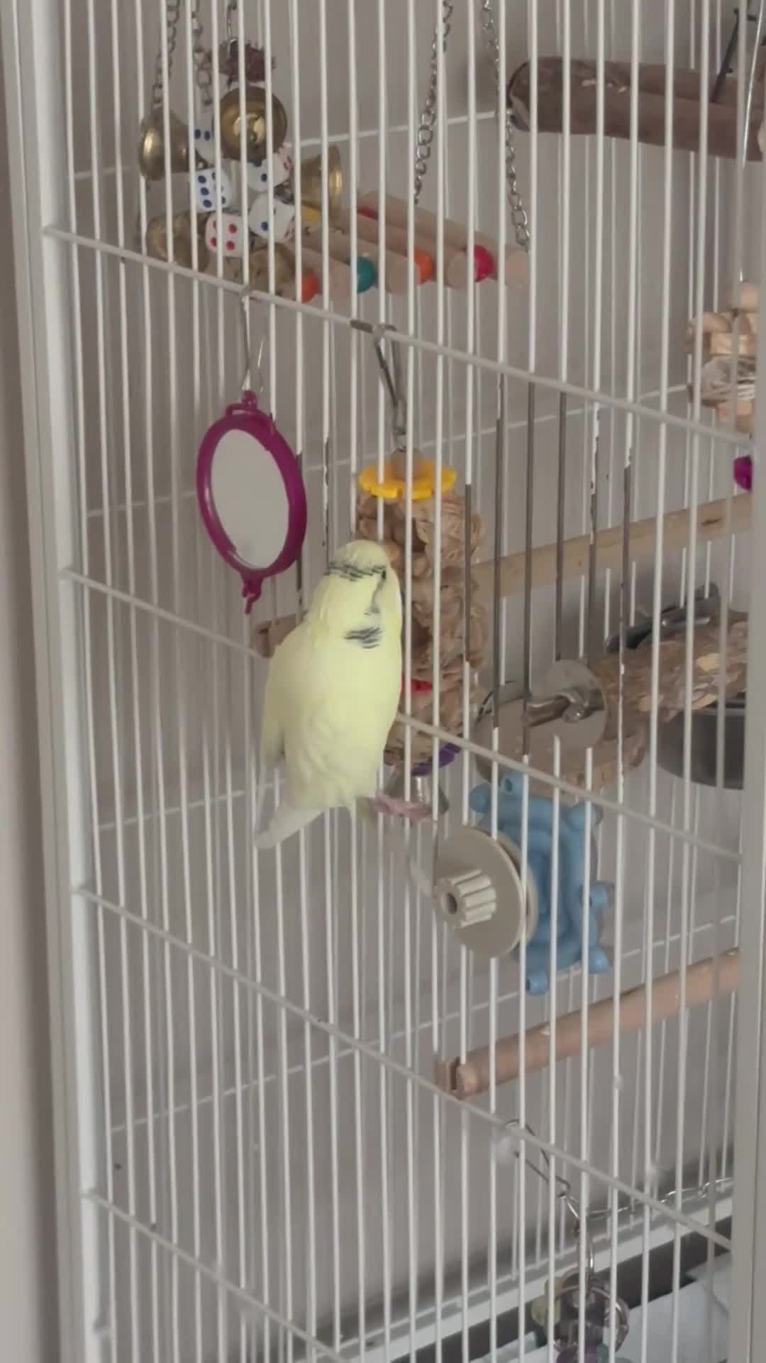 Budgerigars birds for sale: Yellow Budgie in Glasgow - Video 1