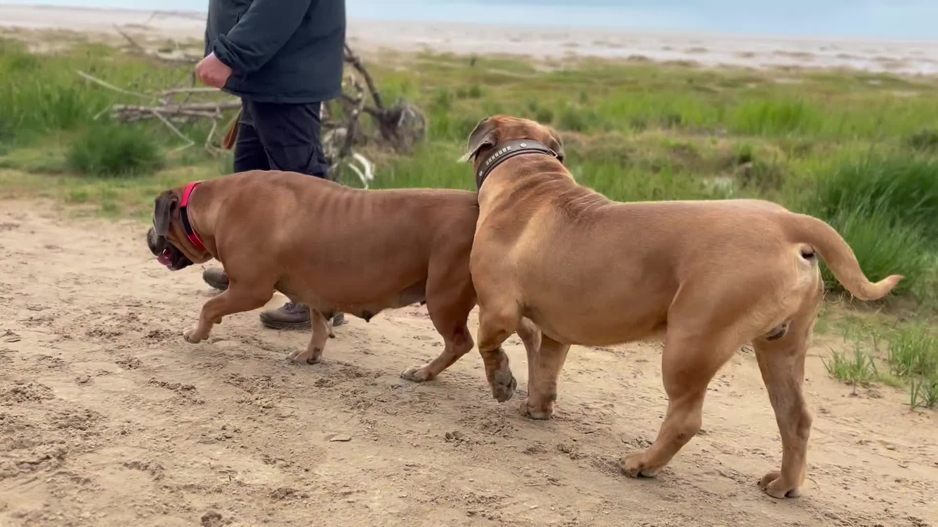 Boerboel dogs for sale: QUALITY NABBR REGISTERED PUPS!  - Video 4