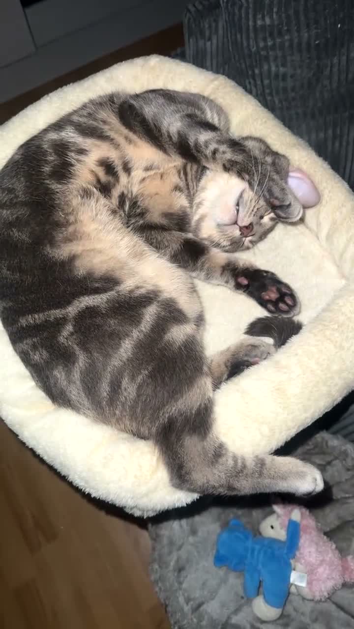 British Shorthair cats for sale: Marvo the tabby  - Video 1