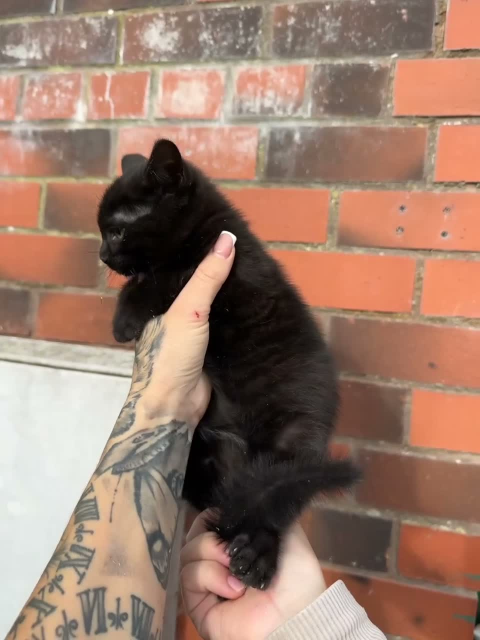 Mixed Breed cats for sale: Bengal X ragdoll  - Video 1