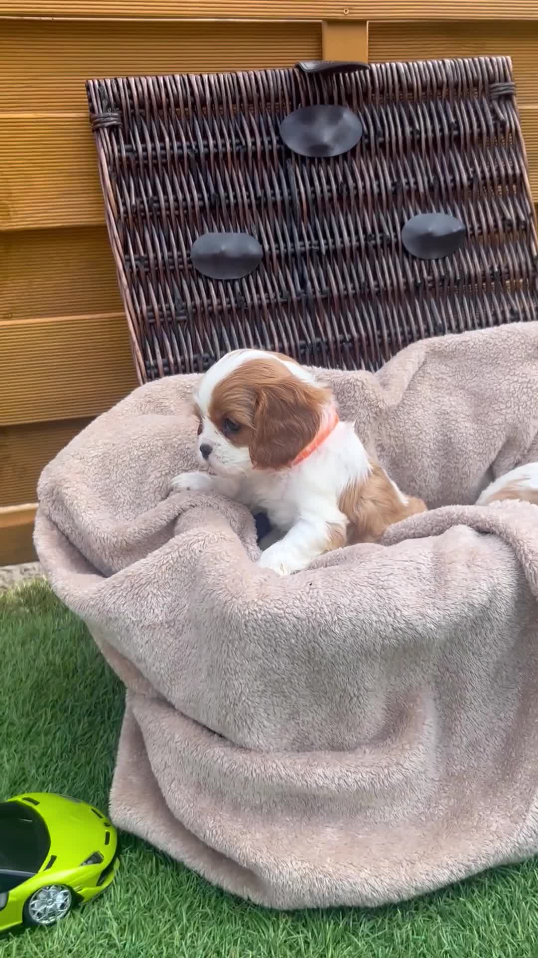 Cavalier King Charles Spaniel dogs for sale: Gorgeous King Charles cavalier puppies - Video 1