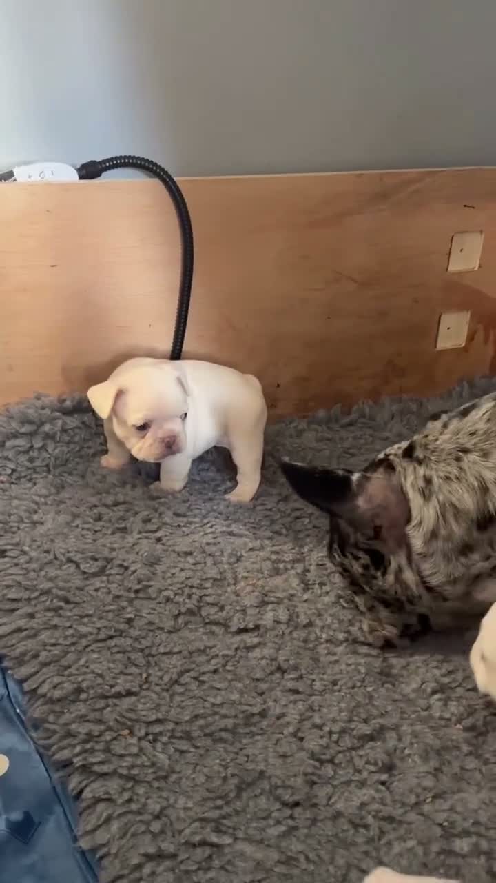 French Bulldog dogs for sale: french bulldogs ready next week  - Video 1