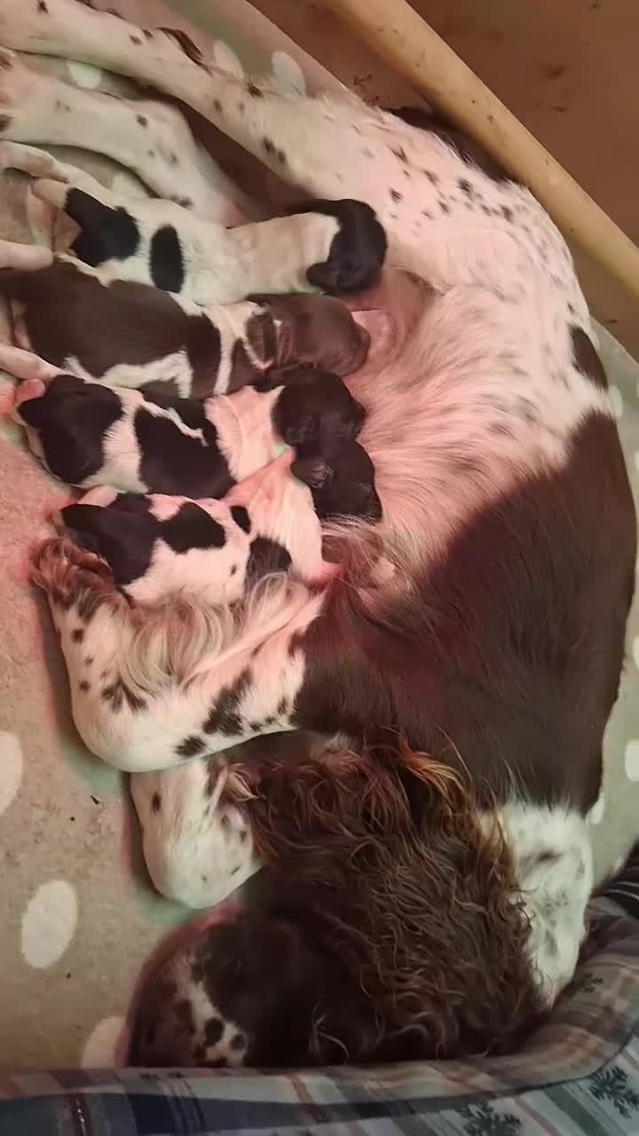 English Springer Spaniel dogs for sale: Kc Registered English Springer Spaniels for sale.  - Video 1