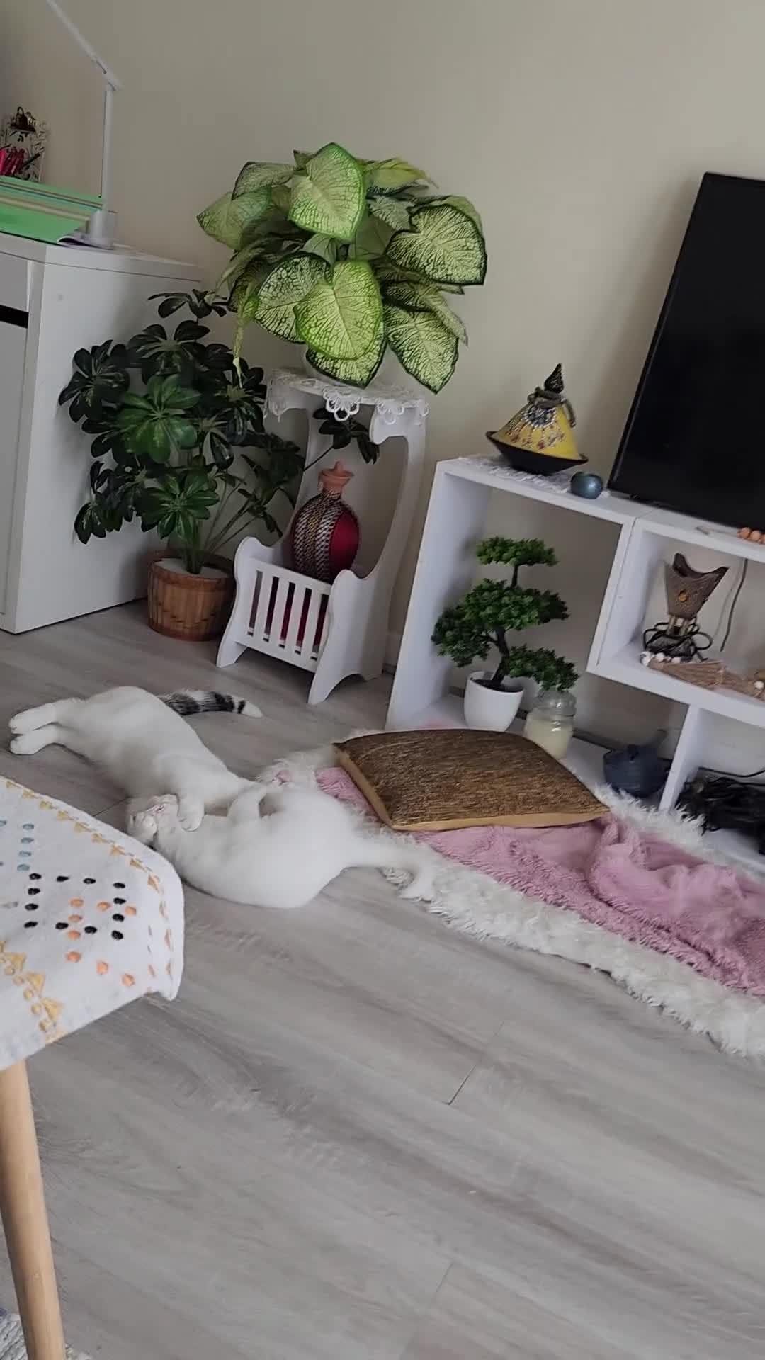Bengal cats for sale: Louna - Video 1