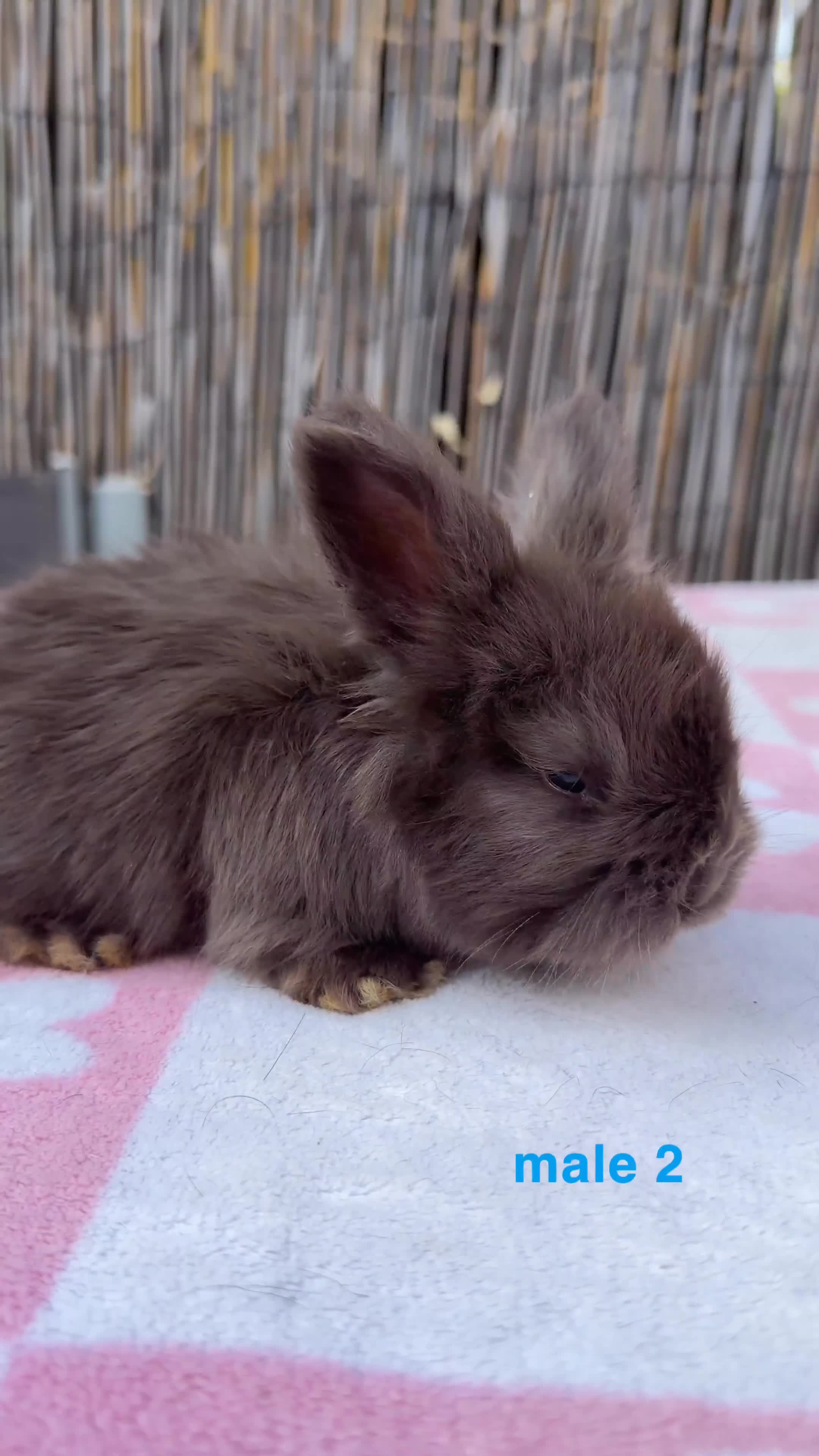 Angora rabbits for sale: pedigree english angoras  - Video 3