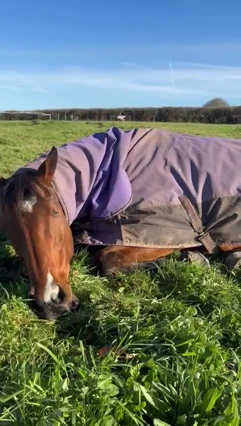 English Thoroughbred horses for sale: 15.2 hh, 11 year old thoroughbred mare  - Video 1