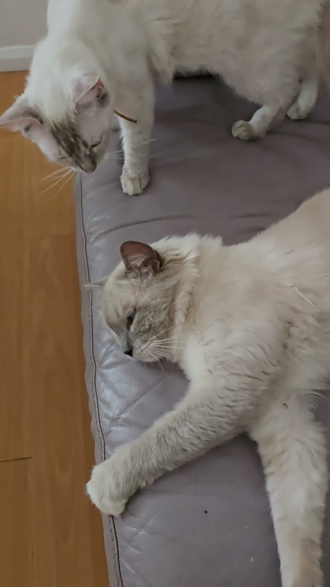 Ragdoll cats for sale: Ragdoll Kittens blue point and flame point - Video 1