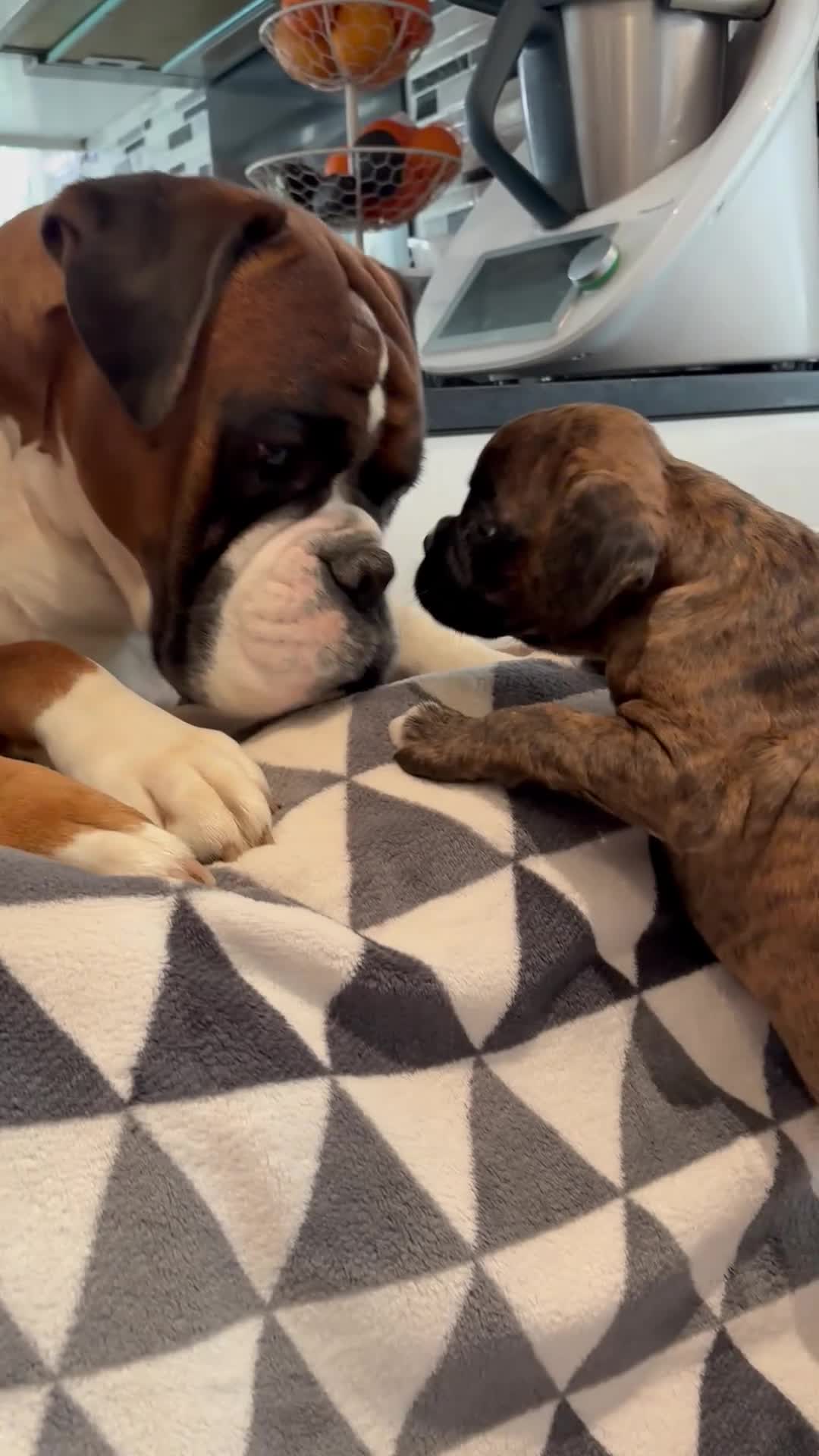 Boxer dogs for sale: READY NOW. LAST GIRL 🐶  - Video 2