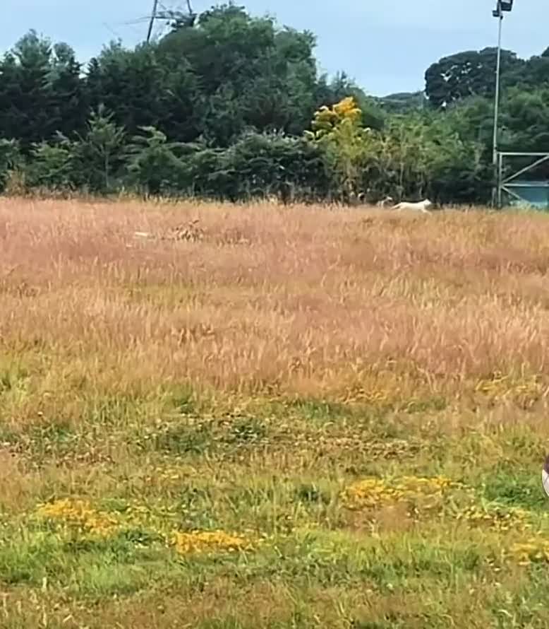 Mixed Breed dogs for sale: Friendly Beagle Mix Looking for a New Home  - Video 1