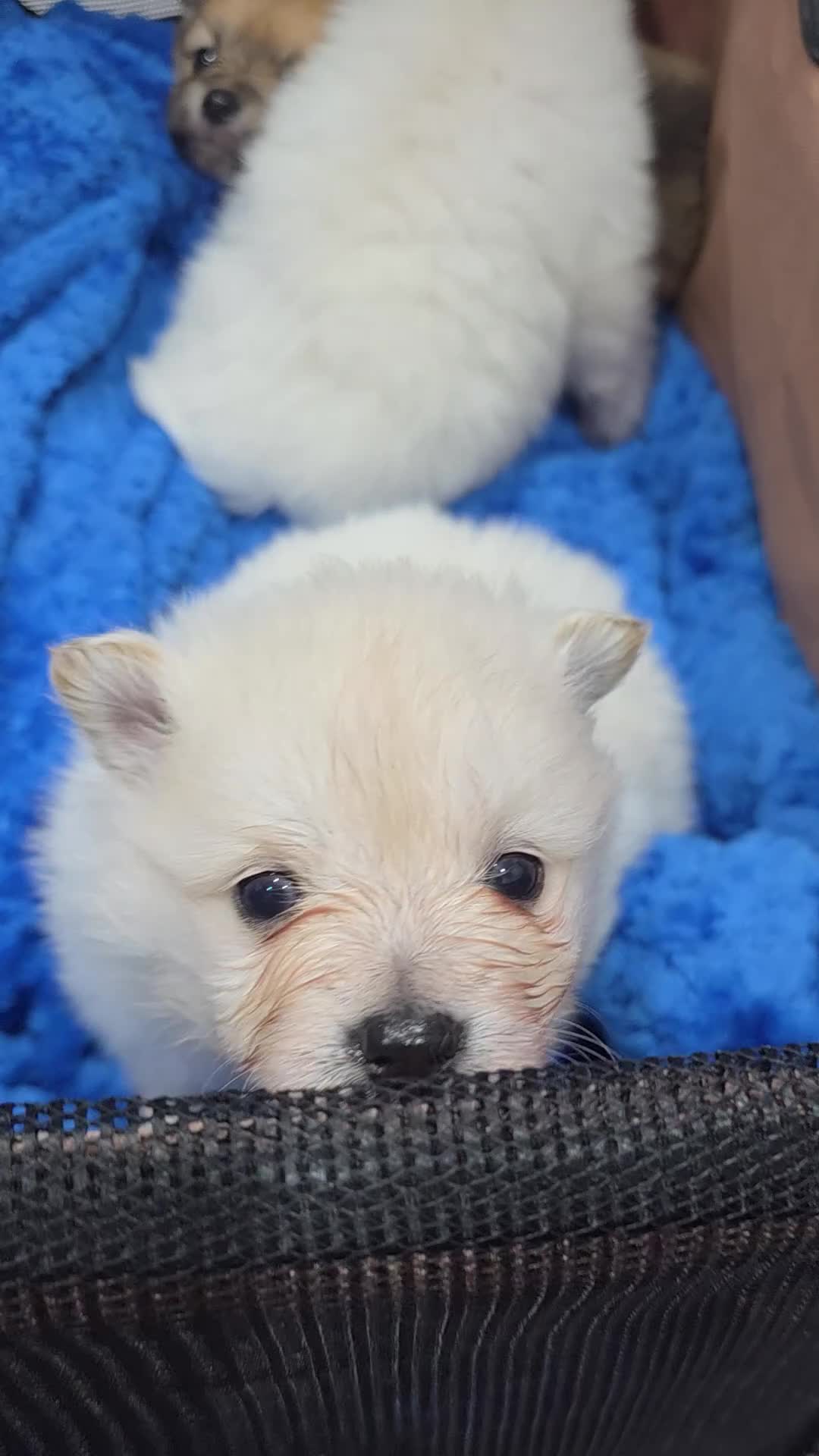 Pomeranian dogs for sale: Fluff balls so cute active pom pups - Video 2