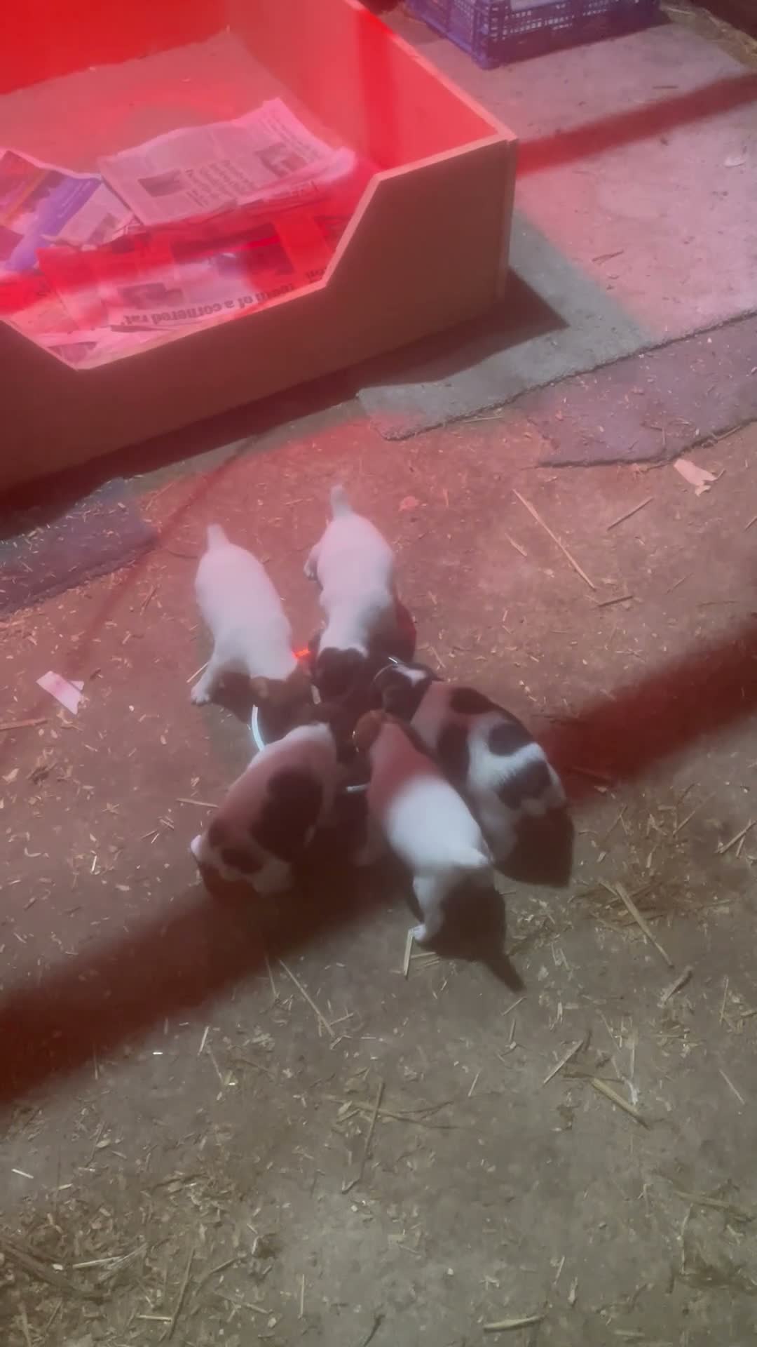Jack Russell dogs for sale: Jack Russell  - Video 1