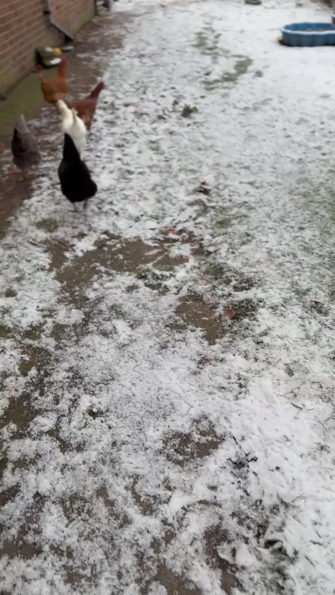 Ducks poultry for sale: Indian Runner ducks in Pewsey - Video 1